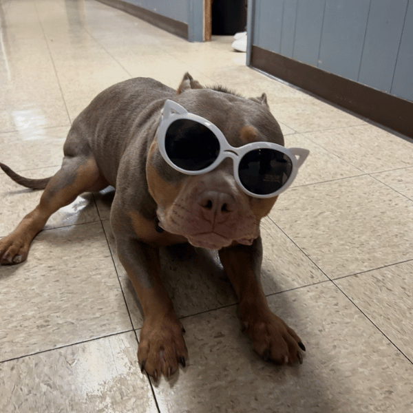 5 A relaxed dog sporting sunglasses reclines on the floor