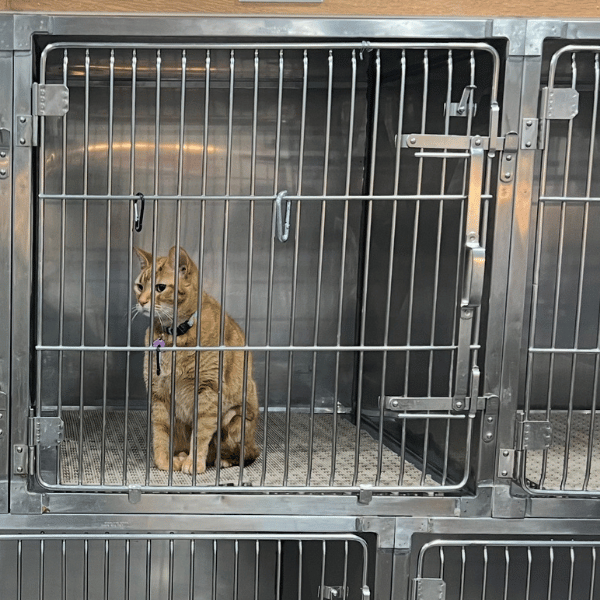7 A cat sits quietly in a cage