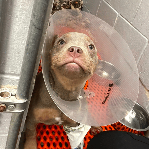 8 A dog with a cone collar on its head