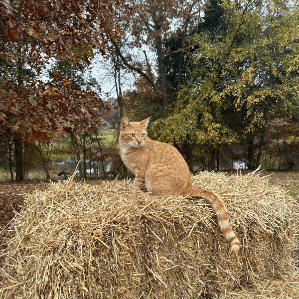 Cat on Haybale Cat on Haybale