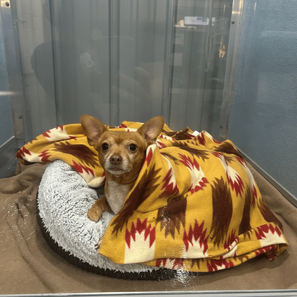 Dog in kennel Dog in kennel
