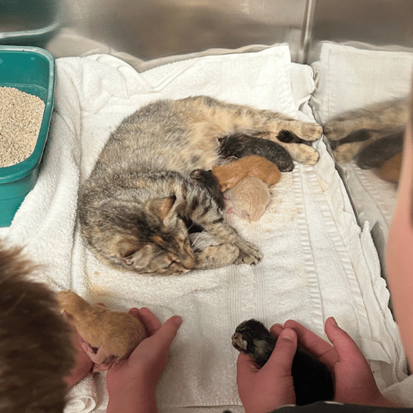 Momma cat Momma cat