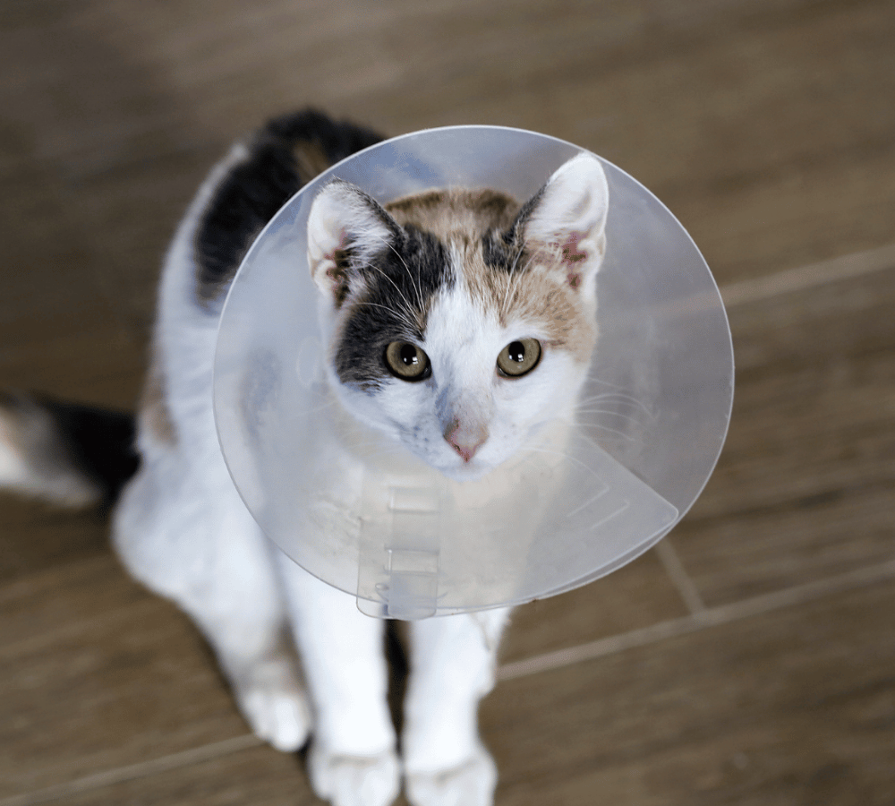 A cat in a cone collar sits on a wooden floor
