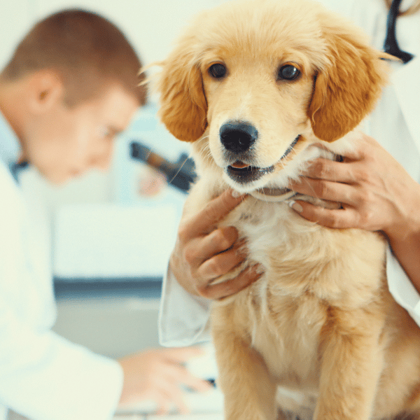 photo gallery (1) A dog is being carefully examined by a veterinarian