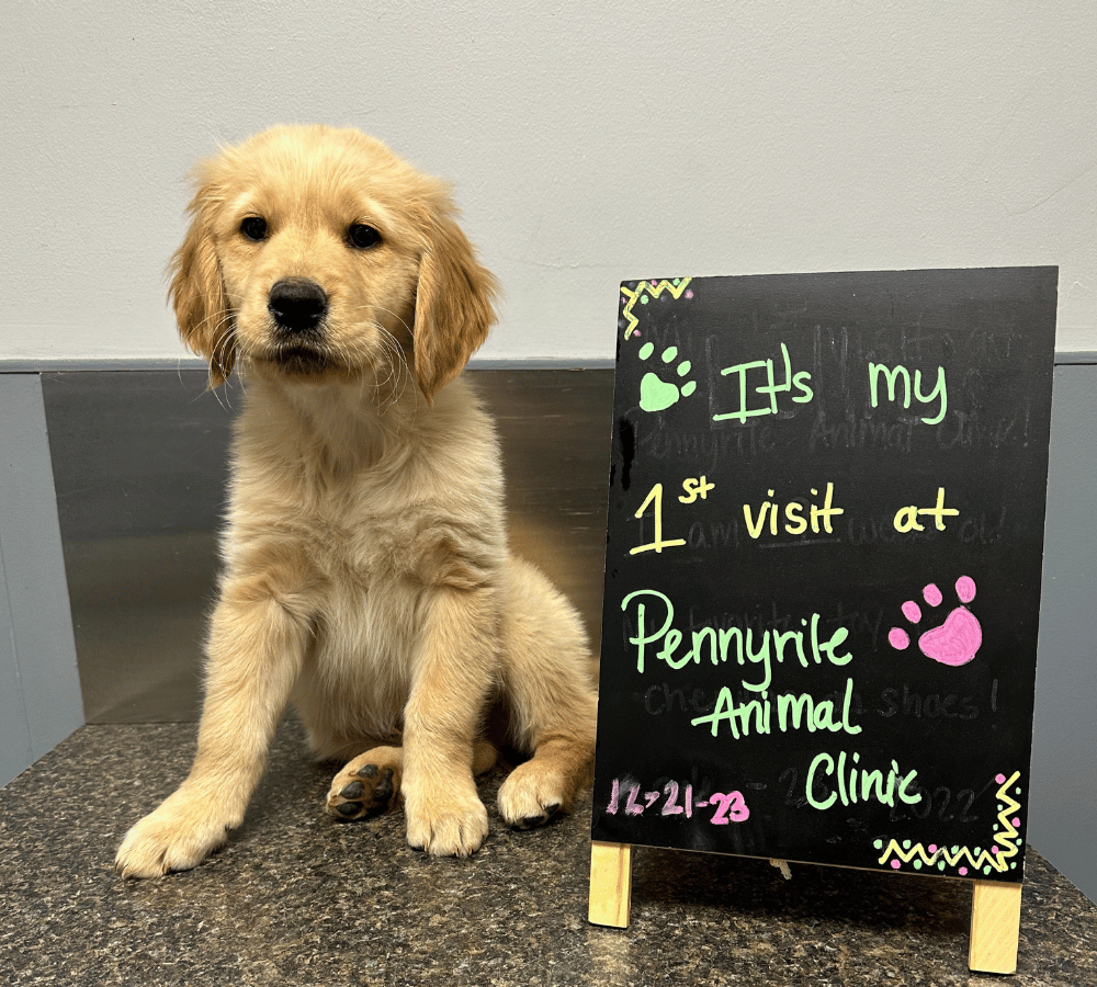 A playful puppy next to a sign that states