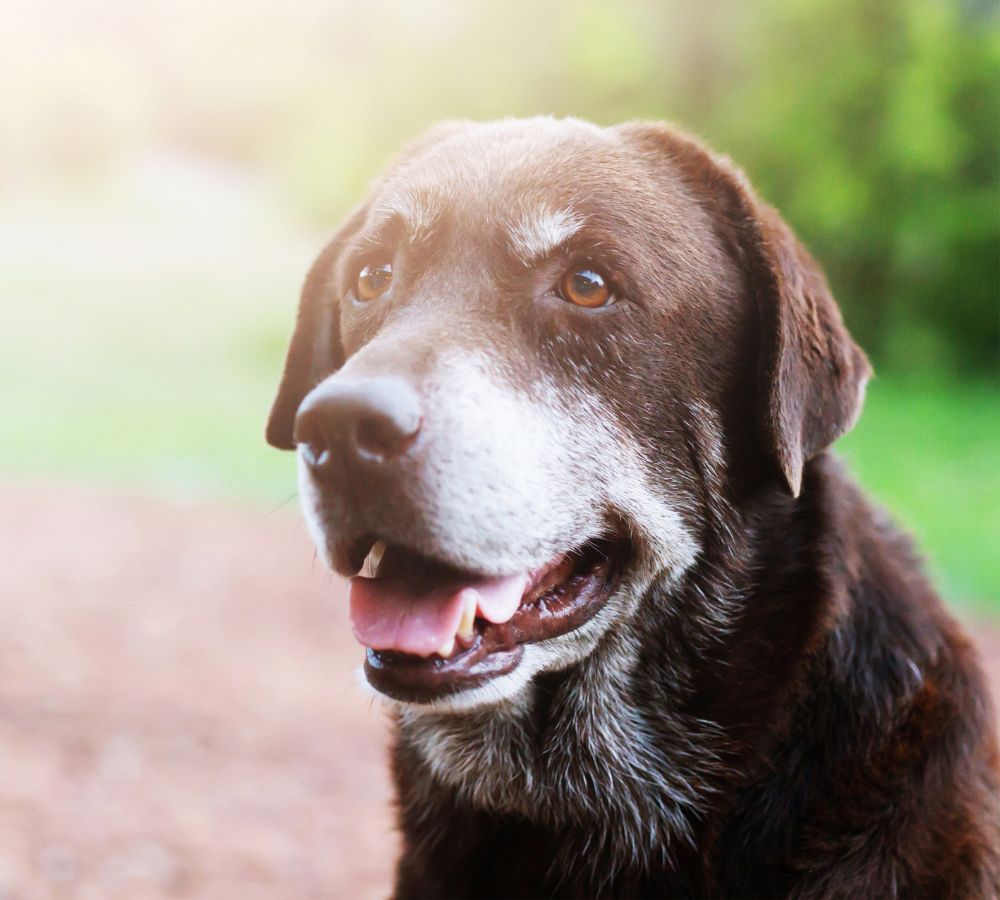 a close up of a dog 
